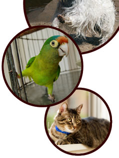 dog cat bird