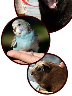 dog cat bird