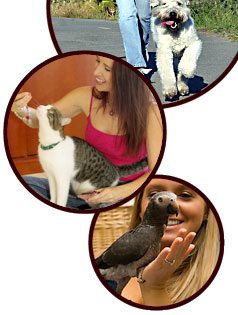 dog cat bird