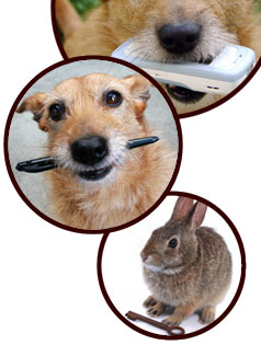 dog cat bird